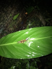 Xiphiola cyanoptera