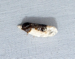 Henricus edwardsiana