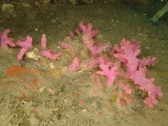 Chironephthya