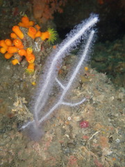 Echinomuricea