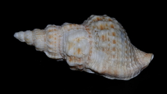 Austrotriton subdistortus