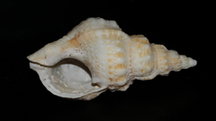 Austrotriton subdistortus