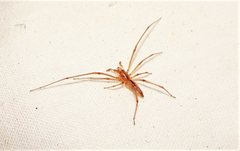 Cheiracanthium gracile