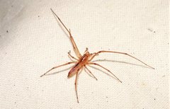 Cheiracanthium gracile