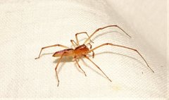 Cheiracanthium gracile