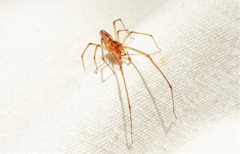 Cheiracanthium gracile