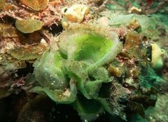 Dictyosphaeria sericea