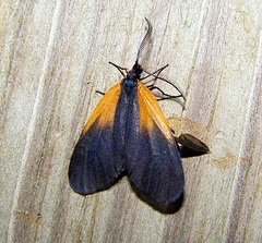 Pyromorpha dimidiata