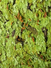 Hymenodon pilifer