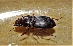 Phorticosomus