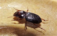 Phorticosomus