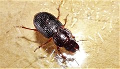 Phorticosomus