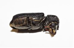 Bostrychopsis jesuita