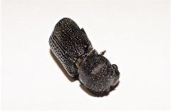 Bostrychopsis jesuita