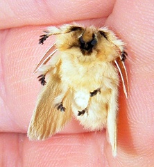 Megalopyge crispata