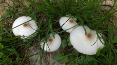 Leucoagaricus meleagris