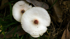 Leucoagaricus meleagris