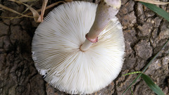 Leucoagaricus meleagris