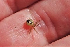 Xysticus bimaculatus