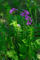Primula cortusoides