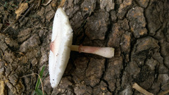 Leucoagaricus meleagris