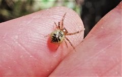 Xysticus bimaculatus