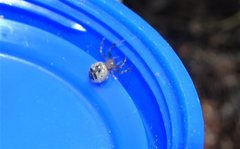 Xysticus bimaculatus