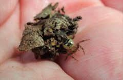 Xysticus bimaculatus