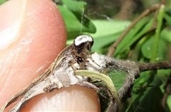 Theridion theridioides