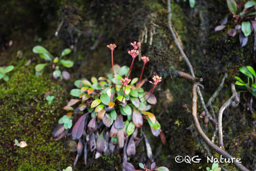 Berneuxia thibetica
