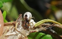 Theridion theridioides