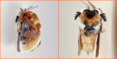 Southern Flannel Moth