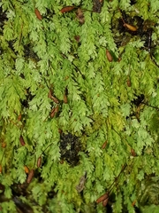 Hymenodon pilifer