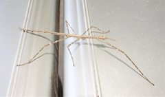 Phasmatini