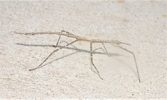 Phasmatini