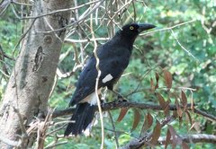 Strepera graculina graculina