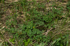 Thalictrum foetidum