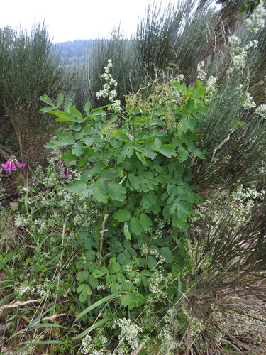 Thalictrum aquilegiifolium