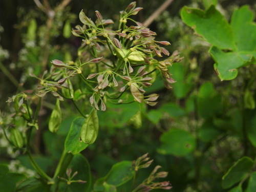 Thalictrum aquilegiifolium