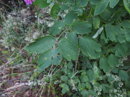 Thalictrum aquilegiifolium