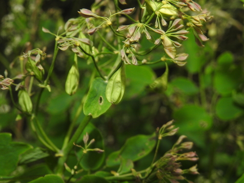 Thalictrum aquilegiifolium