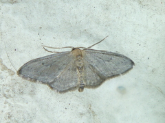 Idaea seriata