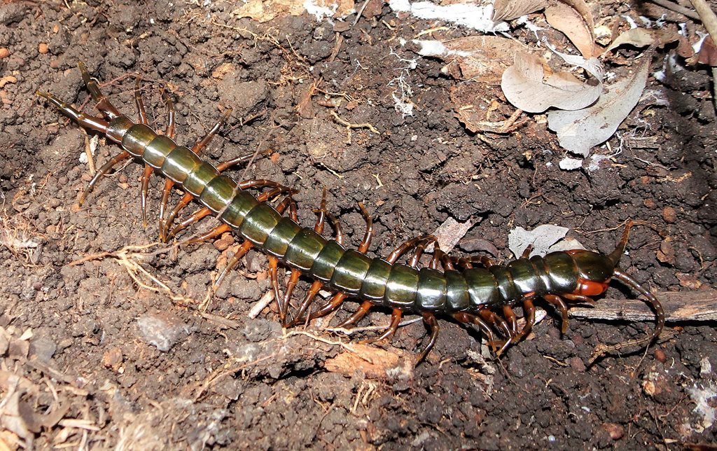 Australasian Giant Centipede (Ethmostigmus rubripes) · iNaturalist Australia