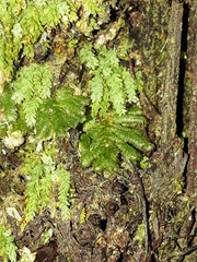 Catharomnion ciliatum