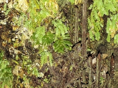 Catharomnion ciliatum