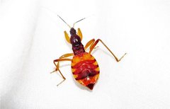 Ectomocoris patricius