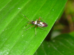 Closterotomus biclavatus