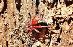 Euasteron enterprise