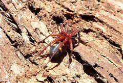 Euasteron enterprise