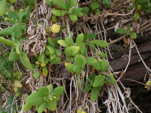 Tetragonia implexicoma (Tetragonia implexicoma)